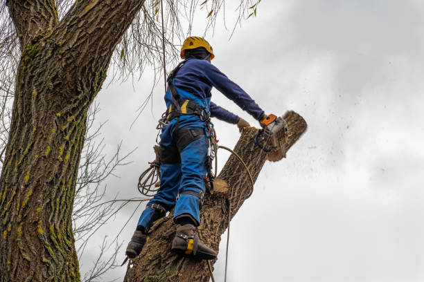 Professional Tree Care Services in Greer, SC