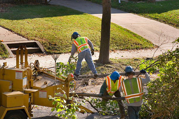 Best Tree Maintenance Programs  in Greer, SC